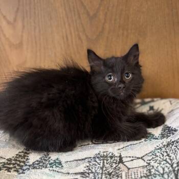 Moderato -  Domestic Long Hair Cat for Adoption in Fargo, North Dakota - Moderato | PetCurious