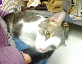 Domestic Short Hair Cats Available for Adoption - JAY | PetCurious