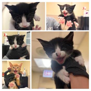Guy Fieri -  Domestic Short Hair Cat for Adoption in Chicago, Illinois - Guy Fieri | PetCurious