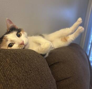 Domestic Short Hair Cats Available for Adoption - Stella | PetCurious