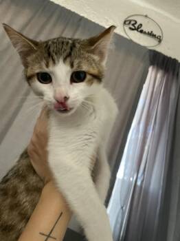 Coco -  Domestic Short Hair Cat for Adoption in Jemez Pueblo, New Mexico - Coco | PetCurious