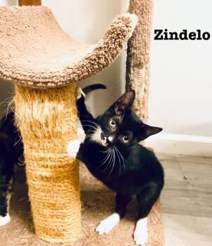 Rescue American Shorthair Cats for Adoption in Austin, Texas - Zindelo | PetCurious