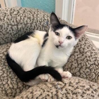 Tiny -  Domestic Short Hair Cat for Adoption in Fresno, California - Tiny | PetCurious