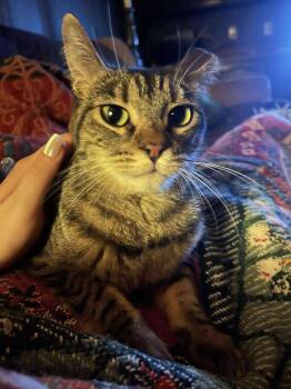 Rescue Domestic Short Hair and Tabby Cats for Adoption in Chandler, Arizona - Lovebug Stripester | PetCurious