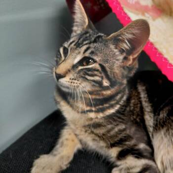 Domestic Short Hair Cats Available for Adoption in Middlebury, Vermont - Cherokee | PetCurious