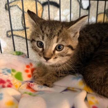 Domestic Short Hair Cats Available for Adoption in Englewood, Florida - Margarita | PetCurious