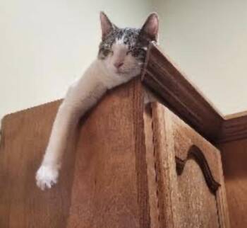 Melvin -  Domestic Short Hair Cat for Adoption in Cincinnati, Ohio - Melvin | PetCurious