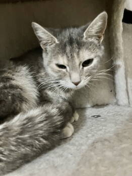 Rescue Tabby and Domestic Short Hair Cats for Adoption in Dublin, Ohio - Raquel | PetCurious