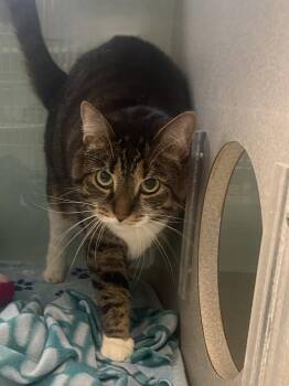 Domestic Short Hair Cats Available for Adoption in Trenton, Maine - Abby | PetCurious