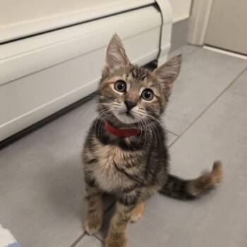 Beauty -  Torbie and Domestic Short Hair Cat for Adoption in Mastic, New York - Beauty | PetCurious