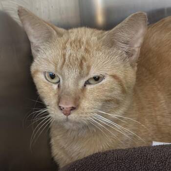 Alderfly -  Domestic Short Hair Cat for Adoption in Matteson, Illinois - Alderfly | PetCurious