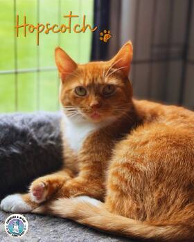 Hopscotch -  Domestic Short Hair Cat for Adoption in Austintown, Ohio - Hopscotch | PetCurious