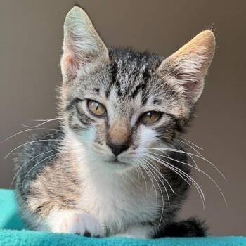 Austin -  Domestic Short Hair Cat for Adoption in Nampa, Idaho - Austin | PetCurious
