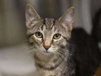 Domestic Short Hair Cats Available for Adoption in Portland, Oregon - Lyon | PetCurious