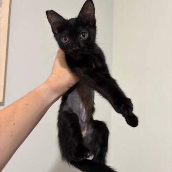 Mavis 54291 -  Domestic Short Hair Cat for Adoption in Las Vegas, Nevada - Mavis 54291 | PetCurious