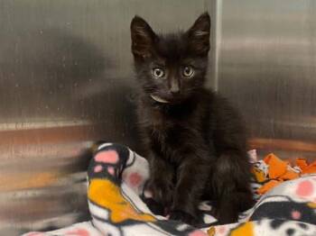 CONOR -  Domestic Short Hair Cat for Adoption in Tustin, California - CONOR | PetCurious