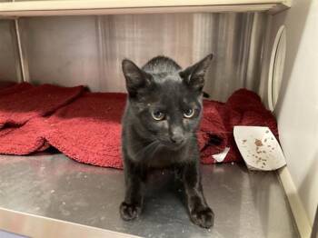 NIGHTWING -  Domestic Short Hair Cat for Adoption in Tustin, California - NIGHTWING | PetCurious