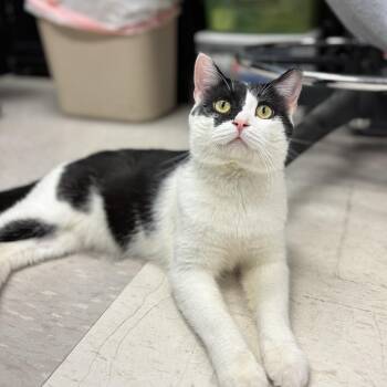Blanket -  Domestic Short Hair Cat for Adoption in Fargo, North Dakota - Blanket | PetCurious