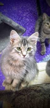 Austen -  Domestic Long Hair Cat for Adoption in Greensburg, Pennsylvania - Austen | PetCurious