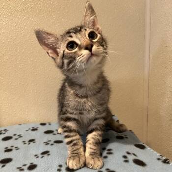 IVHS-Stray-141590 -  Domestic Short Hair Cat for Adoption in San Gabriel, California - IVHS-Stray-141590 | PetCurious