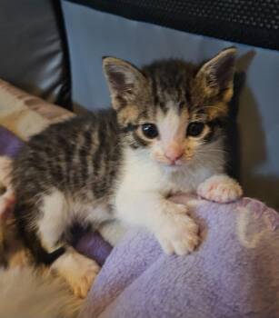 Domestic Short Hair Cats Available for Adoption in Minneapolis, Minnesota - Vinnie | PetCurious