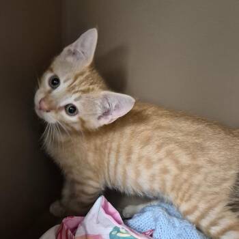 Limeade -  Domestic Short Hair Cat for Adoption in Hattiesburg, Mississippi - Limeade | PetCurious