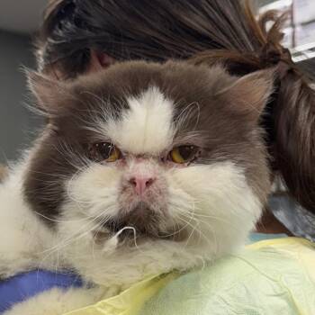 Wizard -  Domestic Long Hair and Persian Cat for Adoption in Salt Lake City, Utah - Wizard | PetCurious