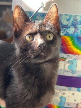 Rescue Domestic Short Hair Cats for Adoption in Mokena, Illinois - Pinto Bean | PetCurious