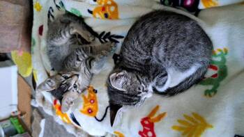 Zappo -  Tabby and Domestic Short Hair Cat for Adoption in Rosenberg, Texas - Zappo | PetCurious