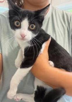 Dutchess - KITTEN -  Domestic Short Hair Cat for Adoption in Harrison, New York - Dutchess - KITTEN | PetCurious