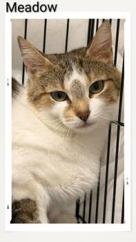 Domestic Short Hair Cats Available for Adoption in Caistor Centre, Ontario - Meadow | PetCurious