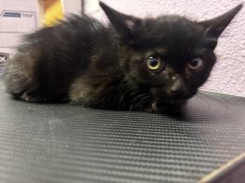 61166957 -  Domestic Long Hair Cat for Adoption in El Paso, Texas - 61166957 | PetCurious