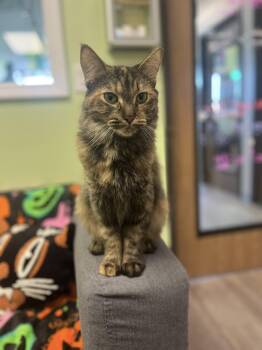 Rescue Domestic Short Hair and Tortoiseshell Cats for Adoption - Precious 1023 | PetCurious