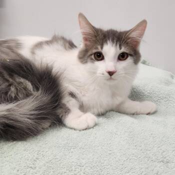Marilyn -  Domestic Short Hair Cat for Adoption in Fort Wayne, Indiana - Marilyn | PetCurious