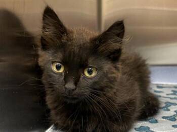 Baked Beans -  Domestic Short Hair Cat for Adoption in Portland, Oregon - Baked Beans | PetCurious