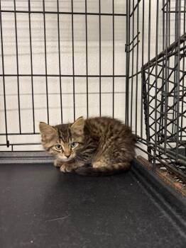 Pusia -  Domestic Medium Hair Cat for Adoption in Metter, Georgia - Pusia | PetCurious