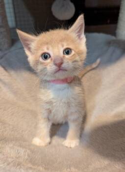 Tabby Cats Available for Adoption in Lodi, California - Rue | PetCurious