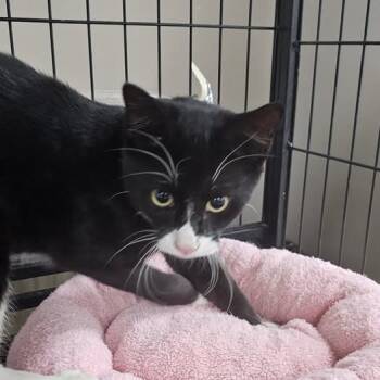 Rescue Domestic Short Hair Cats for Adoption in Donalsonville, Georgia - Clover | PetCurious