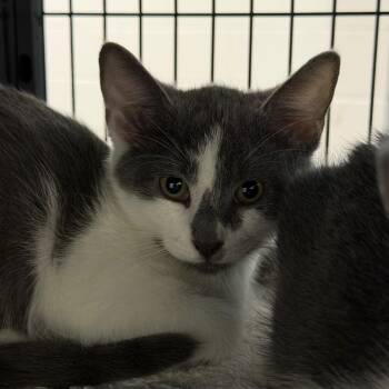 Dorito -  Domestic Short Hair Cat for Adoption in Hampton Bays, New York - Dorito | PetCurious
