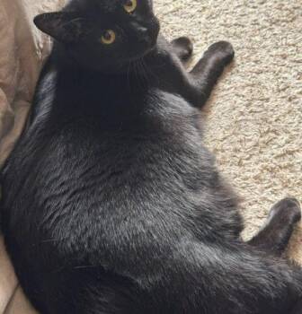 Midnight, Sasha, Tiger, & Sparkie -  Domestic Short Hair Cat for Adoption in Seven Valleys, Pennsylvania - Midnight, Sasha, Tiger, & Sparkie | PetCurious