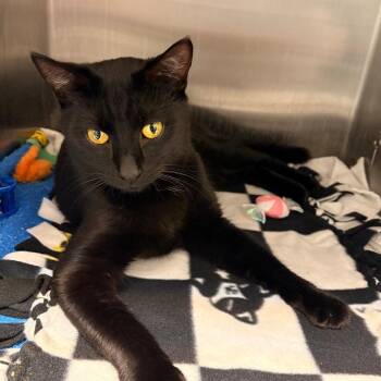 Domestic Short Hair Cats Available for Adoption - Travis | PetCurious