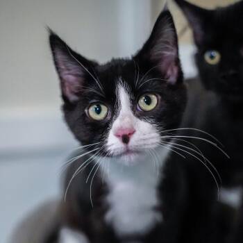 Domestic Short Hair Cats Available for Adoption - Oscar | PetCurious