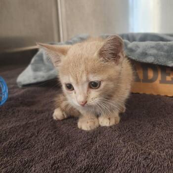 Captain Crunch -  Domestic Short Hair Cat for Adoption in Evensville, Tennessee - Captain Crunch | PetCurious