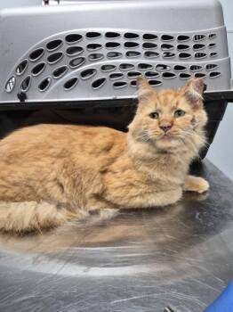If 6 -  Domestic Long Hair Cat for Adoption in Lawrenceville, Georgia - If 6 | PetCurious