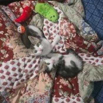 Alvin -  Domestic Short Hair Cat Available for Adoption in West Palm Beach, Florida - Alvin | PetCurious