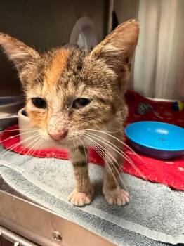 Speckles -  Domestic Short Hair Cat for Adoption in Cape Coral, Florida - Speckles | PetCurious