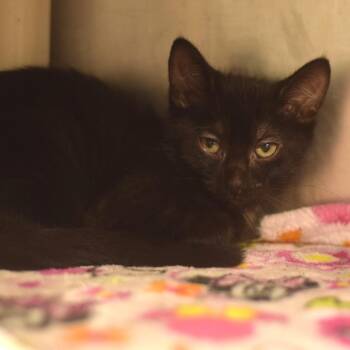 Ty -  Domestic Short Hair Cat for Adoption in Belleville, Illinois - Ty | PetCurious