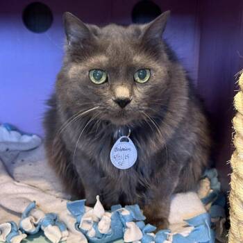 Bodasius -  Domestic Long Hair Cat for Adoption in Tucson, Arizona - Bodasius | PetCurious