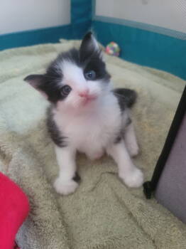 Rescue Domestic Short Hair Cats for Adoption in Herndon, Virginia - Gideon | PetCurious