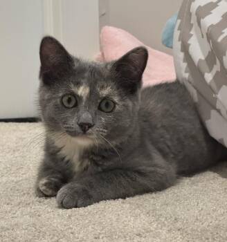 Mystic -  Dilute Tortoiseshell and Domestic Short Hair Cat for Adoption in Antioch, Illinois - Mystic | PetCurious